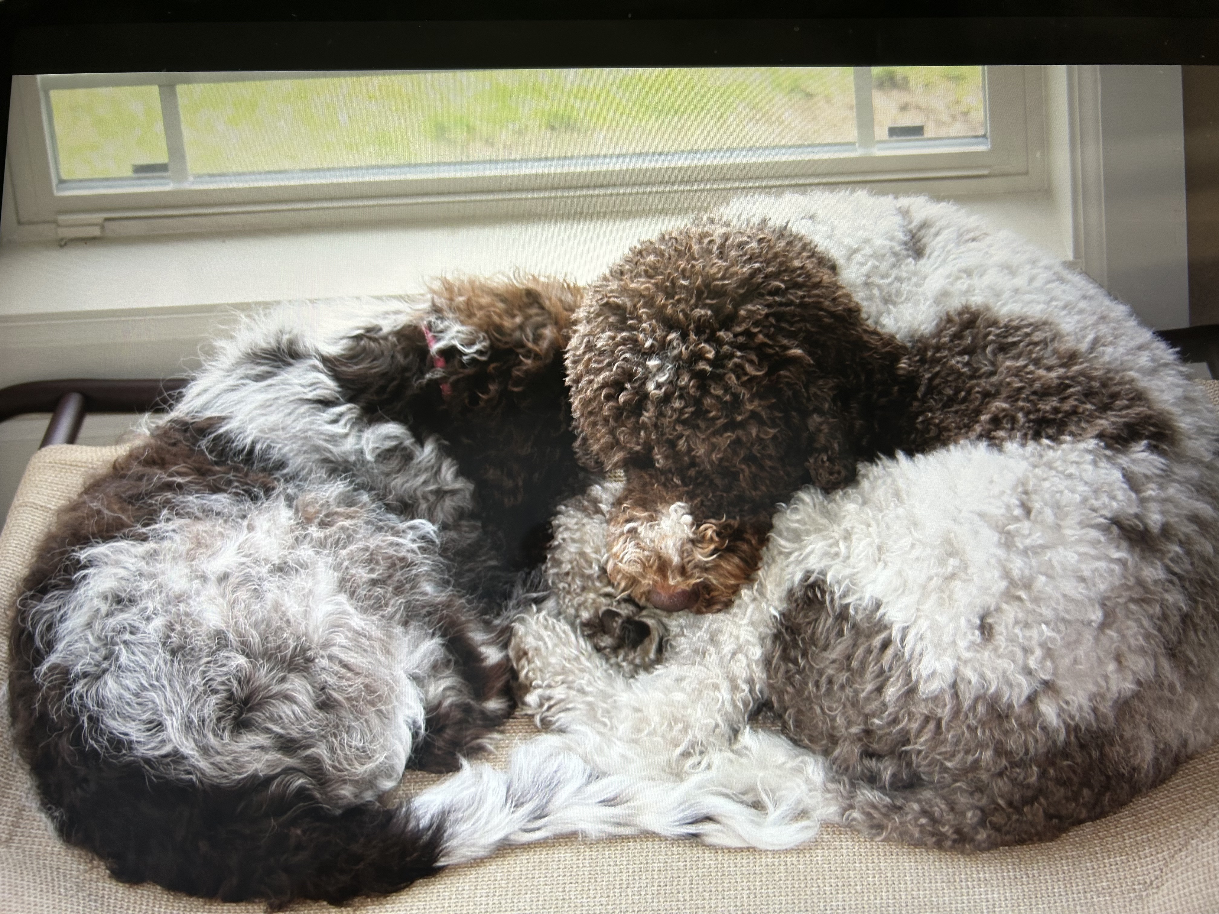 Enzo and Bella sleeping