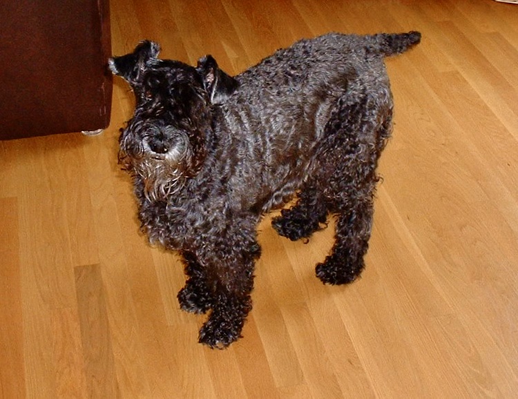 Madison looking intently