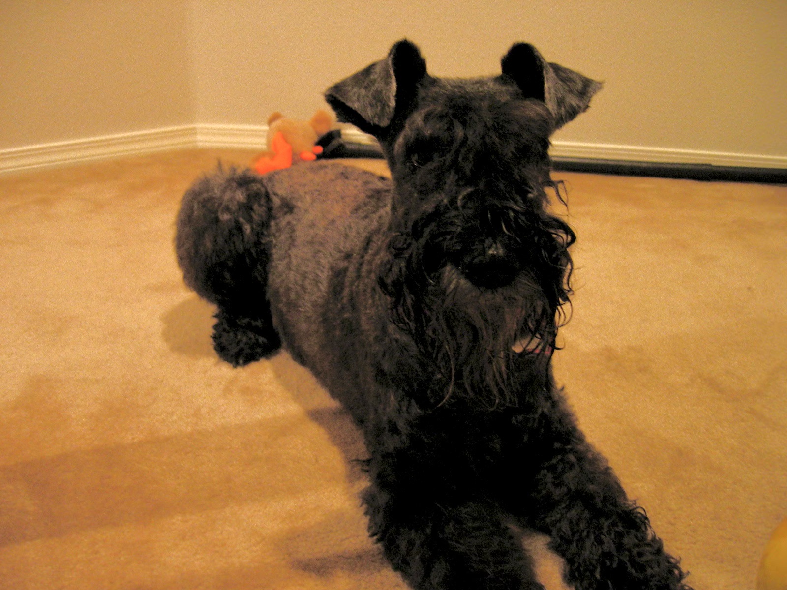 Madison posing nicely